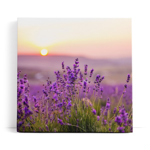 Lavendel Blumen Blüten Violett Sonnenuntergang Blumenwiese