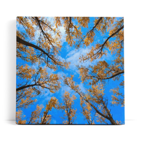 Bäume Himmel Blau Herbst Baumkronen Natur