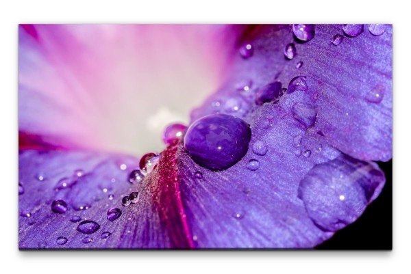 Bilder XXL Wassertropfen auf Blüte Wandbild auf Leinwand