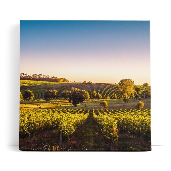 Frankreich Weinfelder Weinstöcke Landschaft Sonnenuntergang