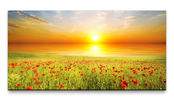 Bilder XXL Klatschmohnblumen auf Feld 50x100cm Wandbild auf Leinwand