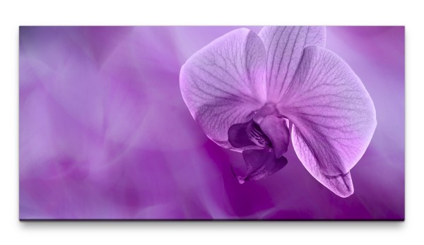 Bilder XXL Lila Tulpe 50x100cm Wandbild auf Leinwand