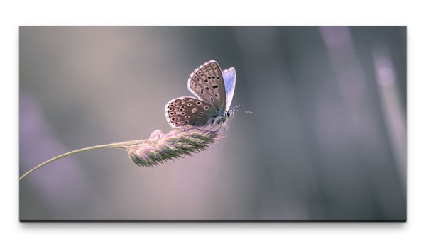 Bilder XXL Schmetterling auf Grashalm 50x100cm Wandbild auf Leinwand