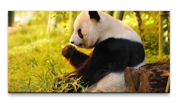 Bilder XXL Pandabär 50x100cm Wandbild auf Leinwand