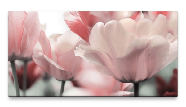 Bilder XXL Rosa Tulpen 50x100cm Wandbild auf Leinwand