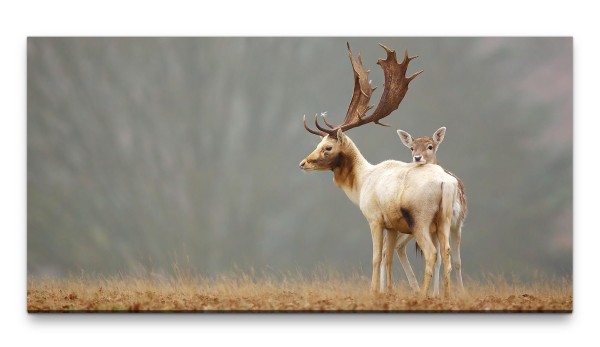 Bilder XXL Rehe in Landschaft 50x100cm Wandbild auf Leinwand