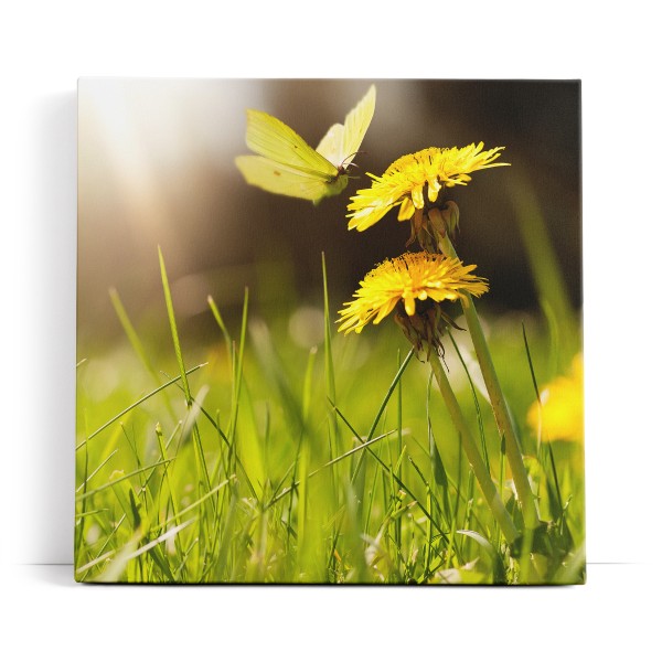 Sommerwiese Löwenzahn Schmetterling Gras Wiese