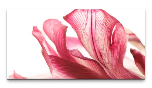 Bilder XXL Rosa Tulpe 50x100cm Wandbild auf Leinwand