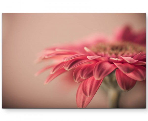 Vintage  Gerbera pink - Leinwandbild