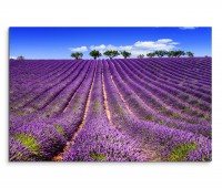 120x80cm Wandbild Provenxe Lavendelfeld Bäume Sommer