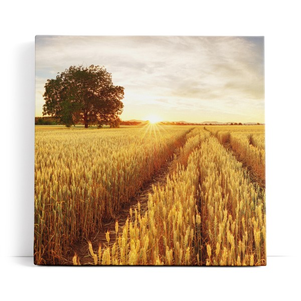 Weizenfeld Weizen Sonnenuntergang Baum Landschaft