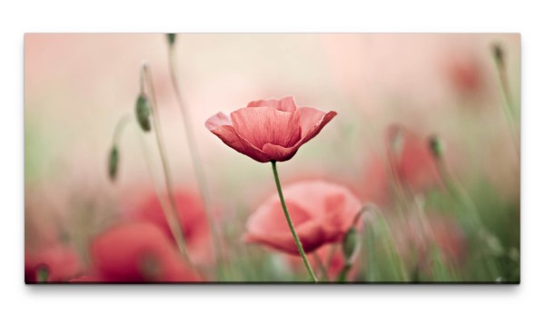 Bilder XXL Rote Blumen 50x100cm Wandbild auf Leinwand