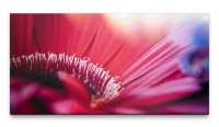 Bilder XXL Violette Blüte Makro 50x100cm Wandbild auf Leinwand