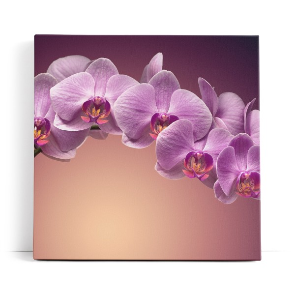 Orchidee Blume Blüten Rosa Kunstvoll Rosa