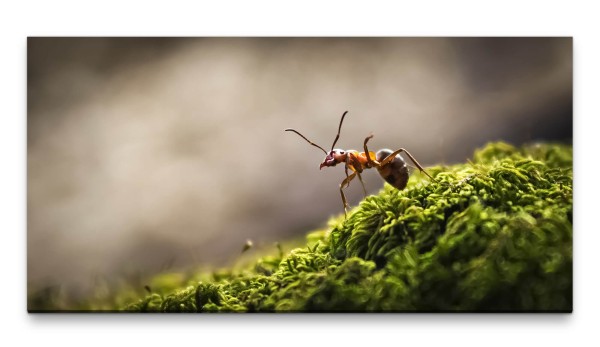 Bilder XXL Ameise auf Moos 50x100cm Wandbild auf Leinwand