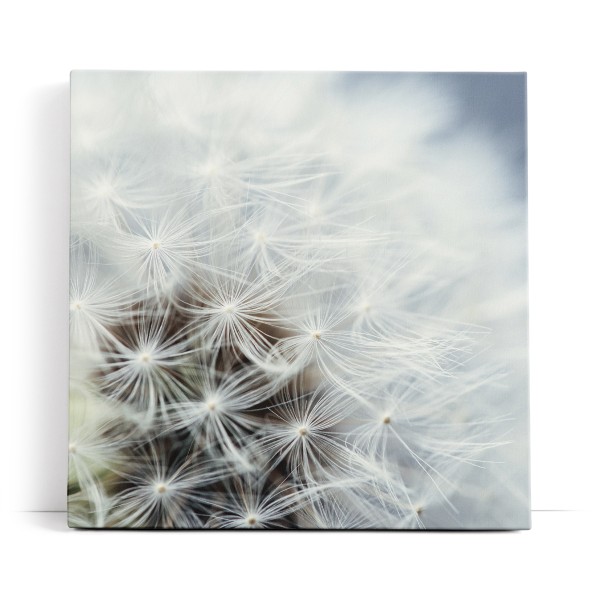 Nahaufnahme Pusteblume Fotokunst Weiß Löwenzahn