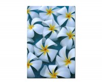 120x60cm Plumeria Blüte Blume Wasser exotisch