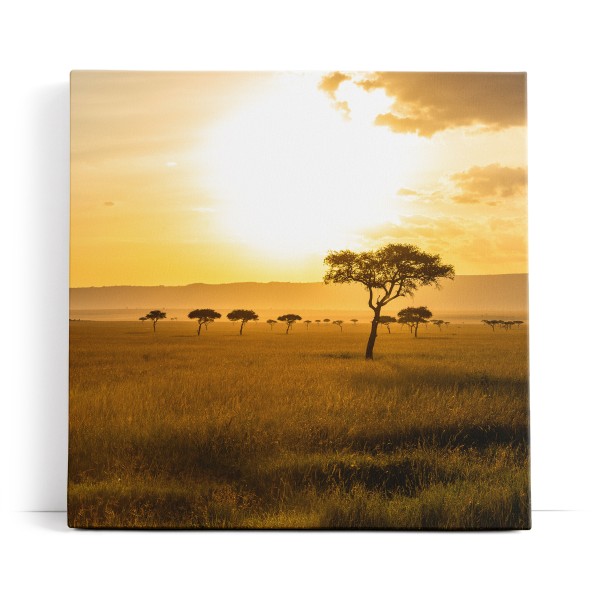 Afrikanische Landschaft Burkea Africana Bäume Sonnenuntergang