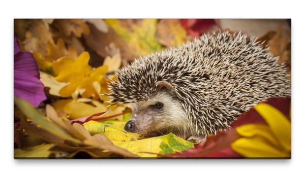 Bilder XXL Igel im Herbstlaub 50x100cm Wandbild auf Leinwand