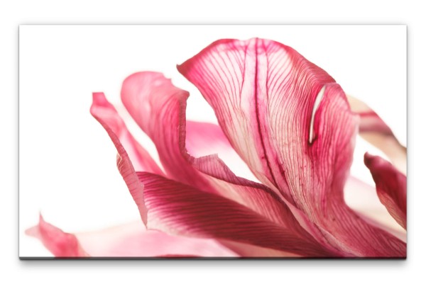 Bilder XXL Rosa Tulpe Wandbild auf Leinwand