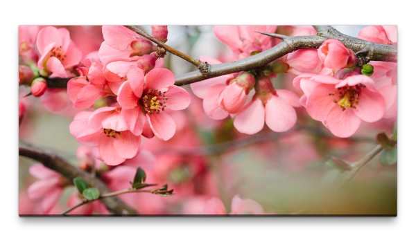 Bilder XXL Zweige mit rosa Blüten 50x100cm Wandbild auf Leinwand