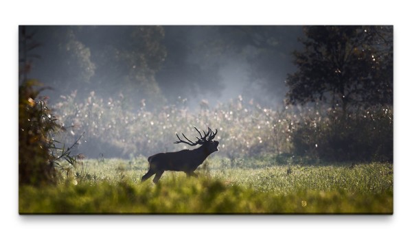 Bilder XXL Hirsch auf Waldwiese 50x100cm Wandbild auf Leinwand