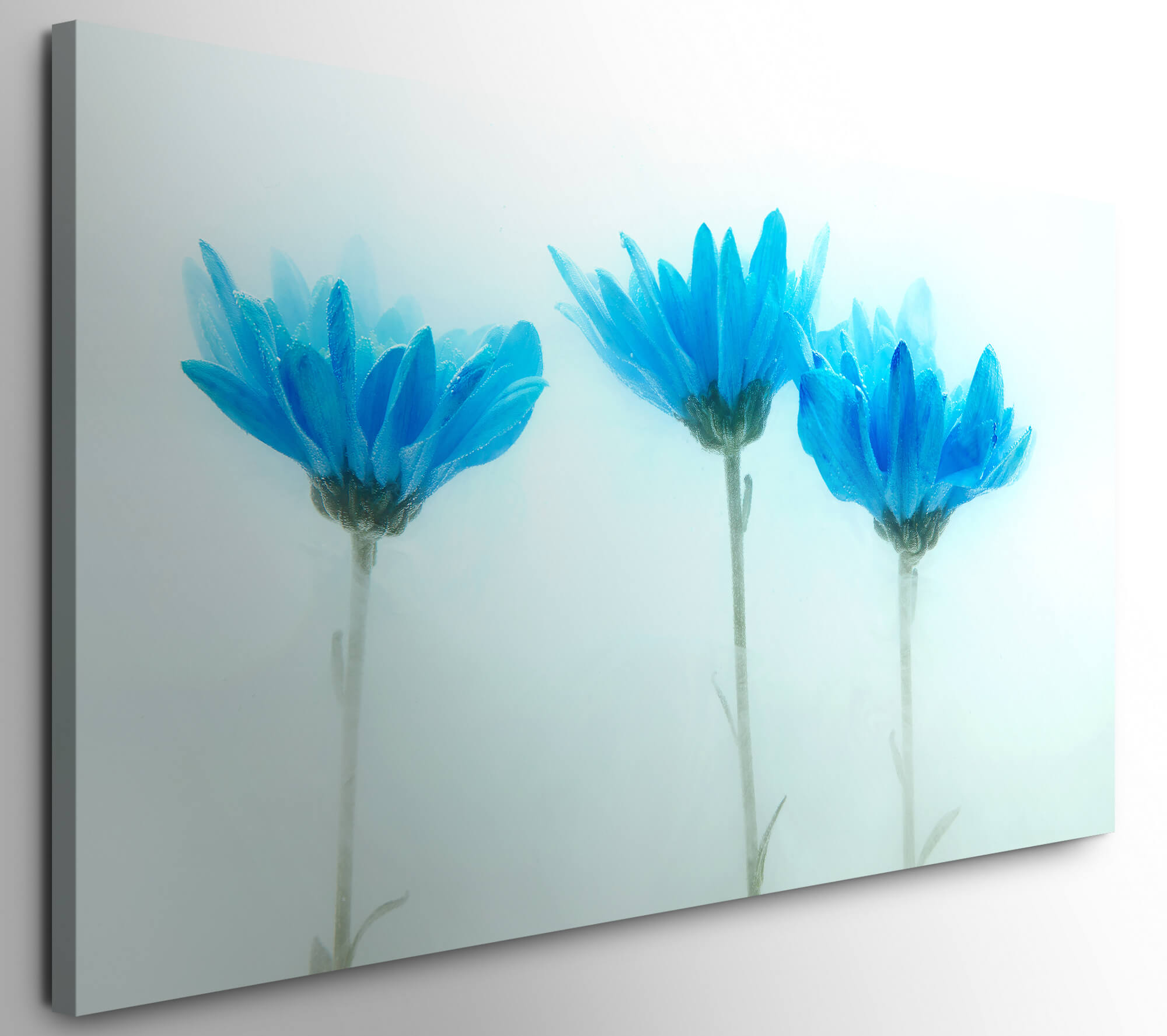 Bilder XXL Zarte 50x100cm Leinwand Direkt blaue auf Blumen Möbel | Wandbild