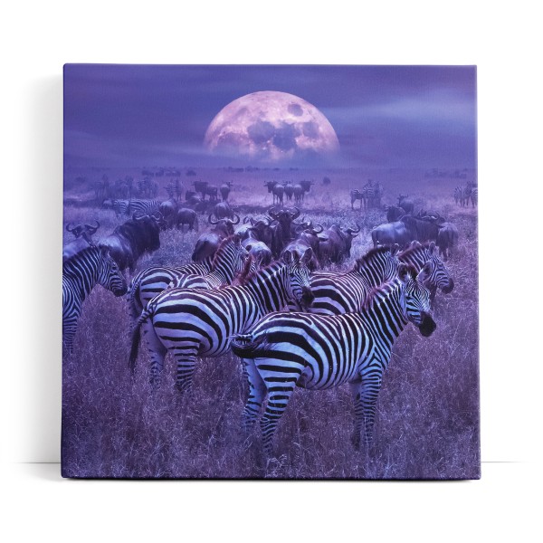 Afrika Landschaft Wildnis Zebras Gnus Herden Vollmond