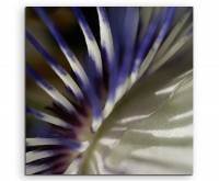 Naturfotografie  Weiß blaue Passionsblumen auf Leinwand exklusives Wandbild moderne Fotografie für