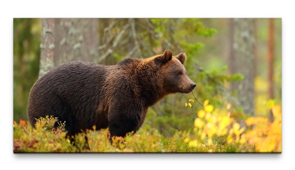 Bilder XXL Braunbär 50x100cm Wandbild auf Leinwand