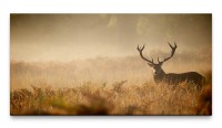 Bilder XXL Hirsch 50x100cm Wandbild auf Leinwand