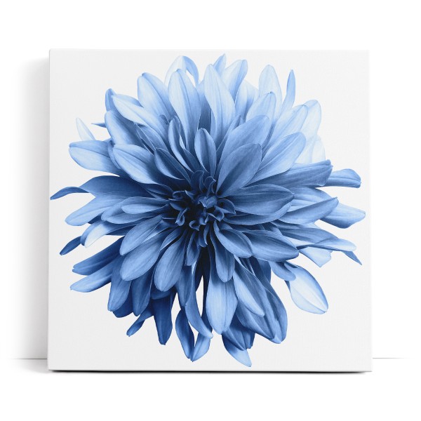 Dahlien Blume blaue Blüte Kunstvoll Fotokunst