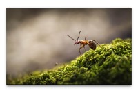 Bilder XXL Ameise auf Moos Wandbild auf Leinwand