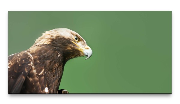 Bilder XXL Steinadler mit grünem Hintergrund 50x100cm Wandbild auf Leinwand