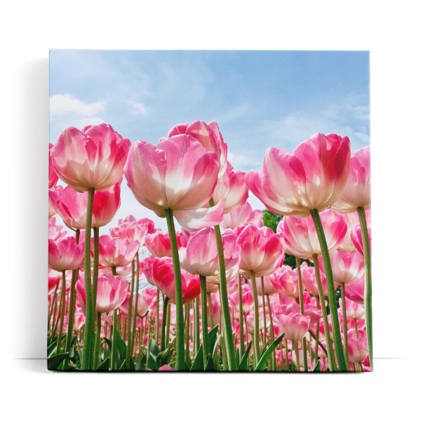 Tulpen Blumen Blüten Sommer Sonnenschein Rosa