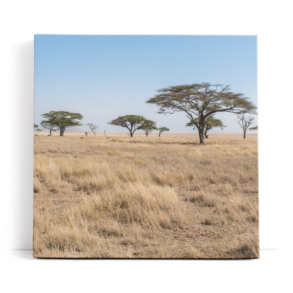 Afrikanische Landschaft Burkea Africana Bäume Steppe