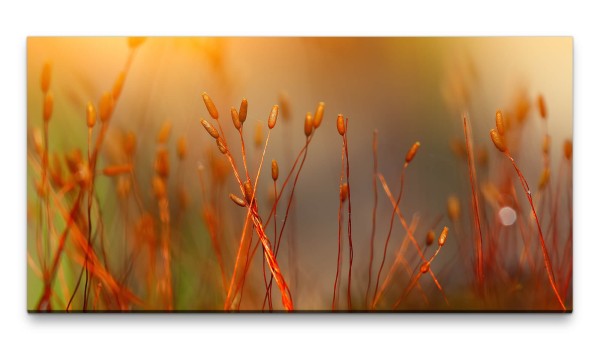 Bilder XXL Filigrane Halme 50x100cm Wandbild auf Leinwand