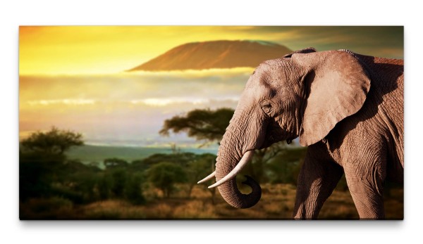 Bilder XXL Elefant 50x100cm Wandbild auf Leinwand