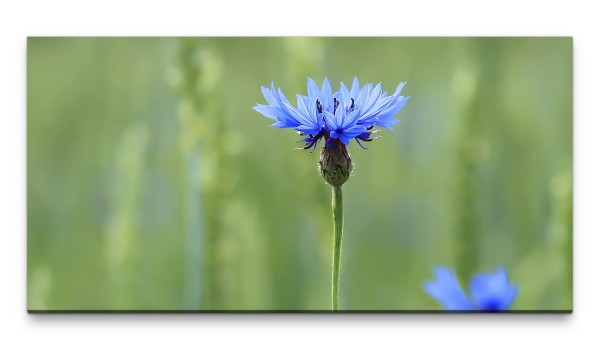 Bilder XXL Kornblume 50x100cm Wandbild auf Leinwand