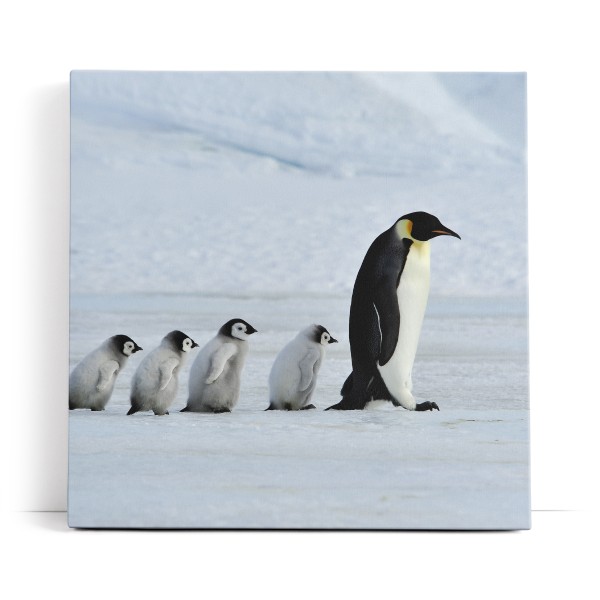 Pinguine Babypinguine Kaiserpinguin Schnee Tierfotografie