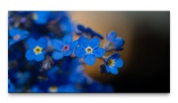 Bilder XXL blaue Blüten 50x100cm Wandbild auf Leinwand