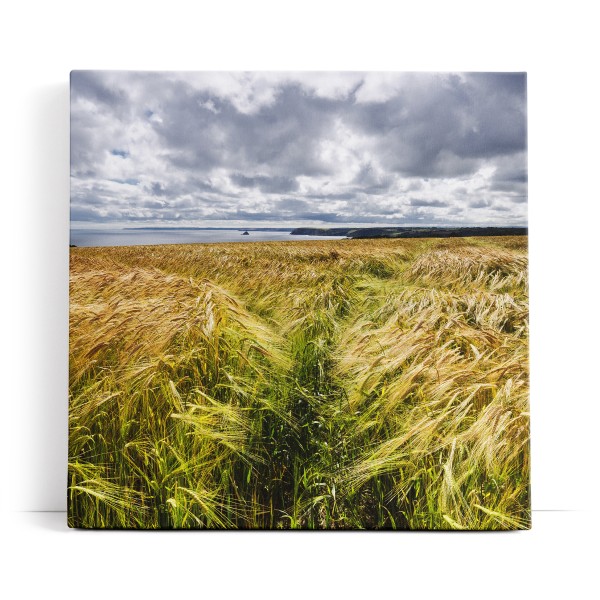 Weizenfeld Meer Weizen Natur Wolken Horizont