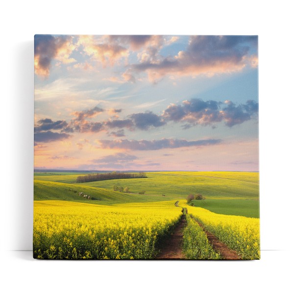 Landschaft Felder Himmel Natur Gelb Horizont