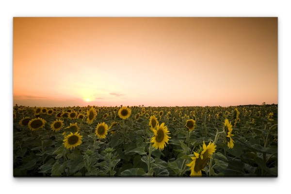 Bilder XXL Sonnenblumenfeld bei Abenddämmerung Wandbild auf Leinwand