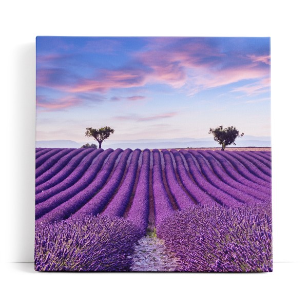 Lavendelfeld Lavendel Violett Landschaft Blumenfeld