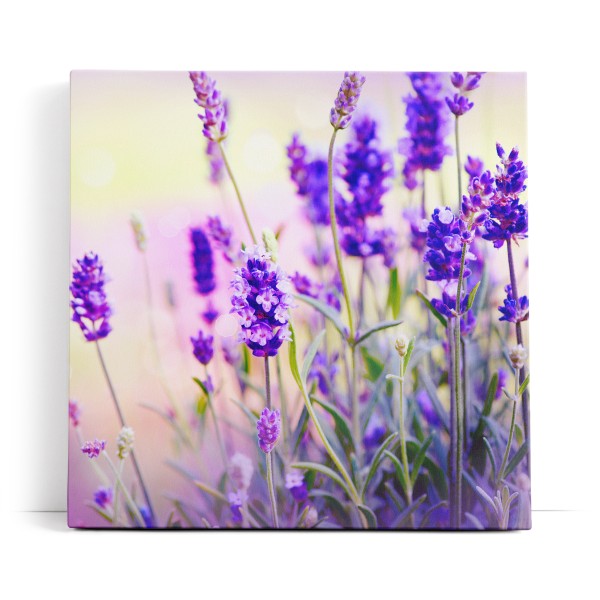 Lavendel Blumen Violett Feldblumen Wildblumen