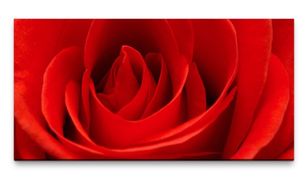 Bilder XXL Rosenrot 50x100cm Wandbild auf Leinwand