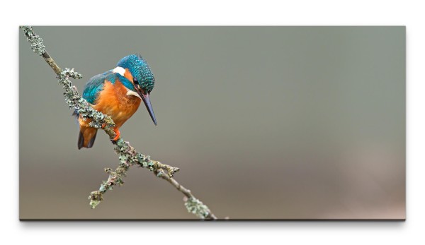 Bilder XXL Kleiner Vogel 50x100cm Wandbild auf Leinwand