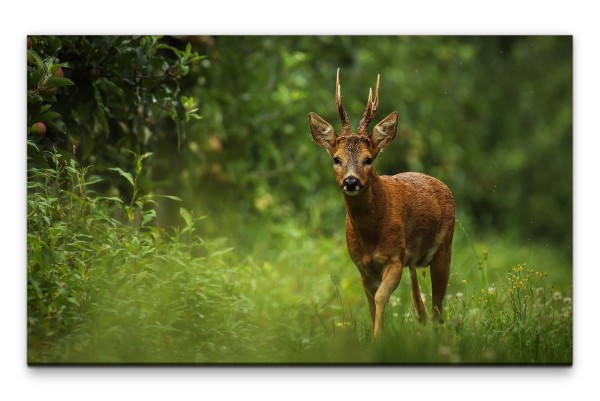 Bilder XXL Reh im Wald Wandbild auf Leinwand