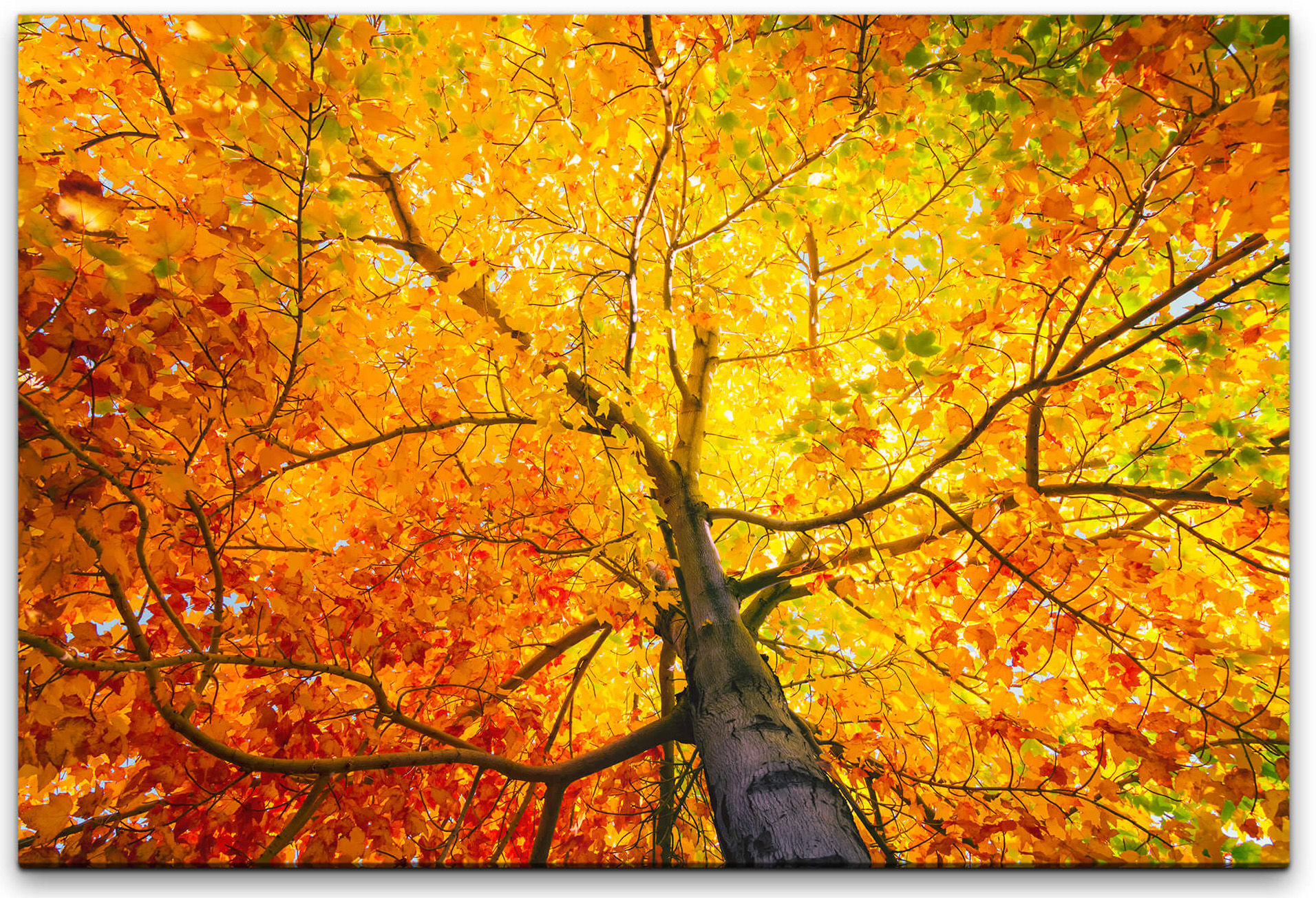 Baum mit bunten Blättern Wandbild in verschiedenen Größen